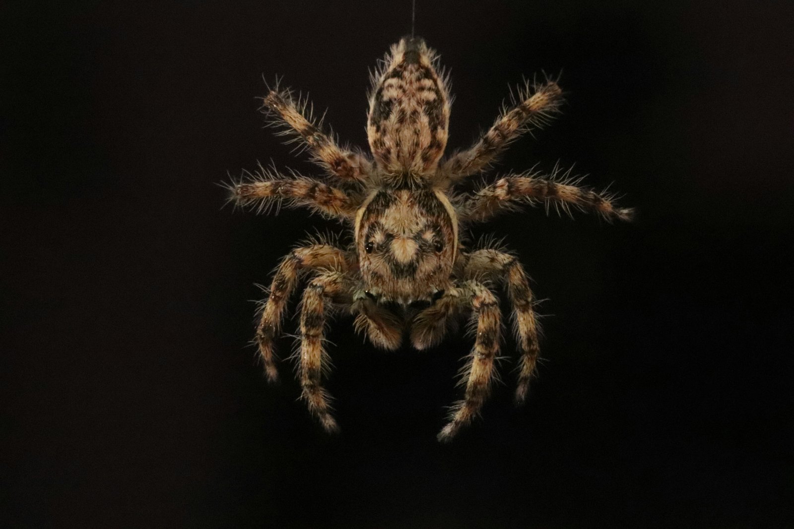 Hero specimen 1
