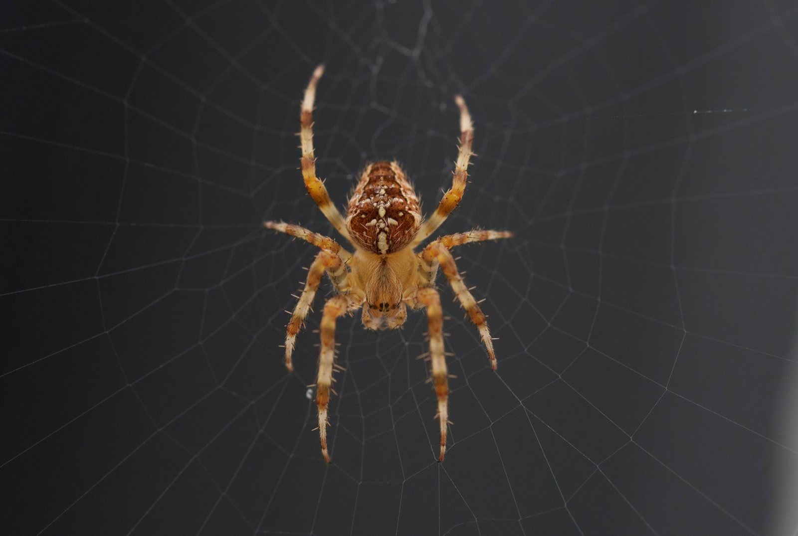 Hero specimen 3