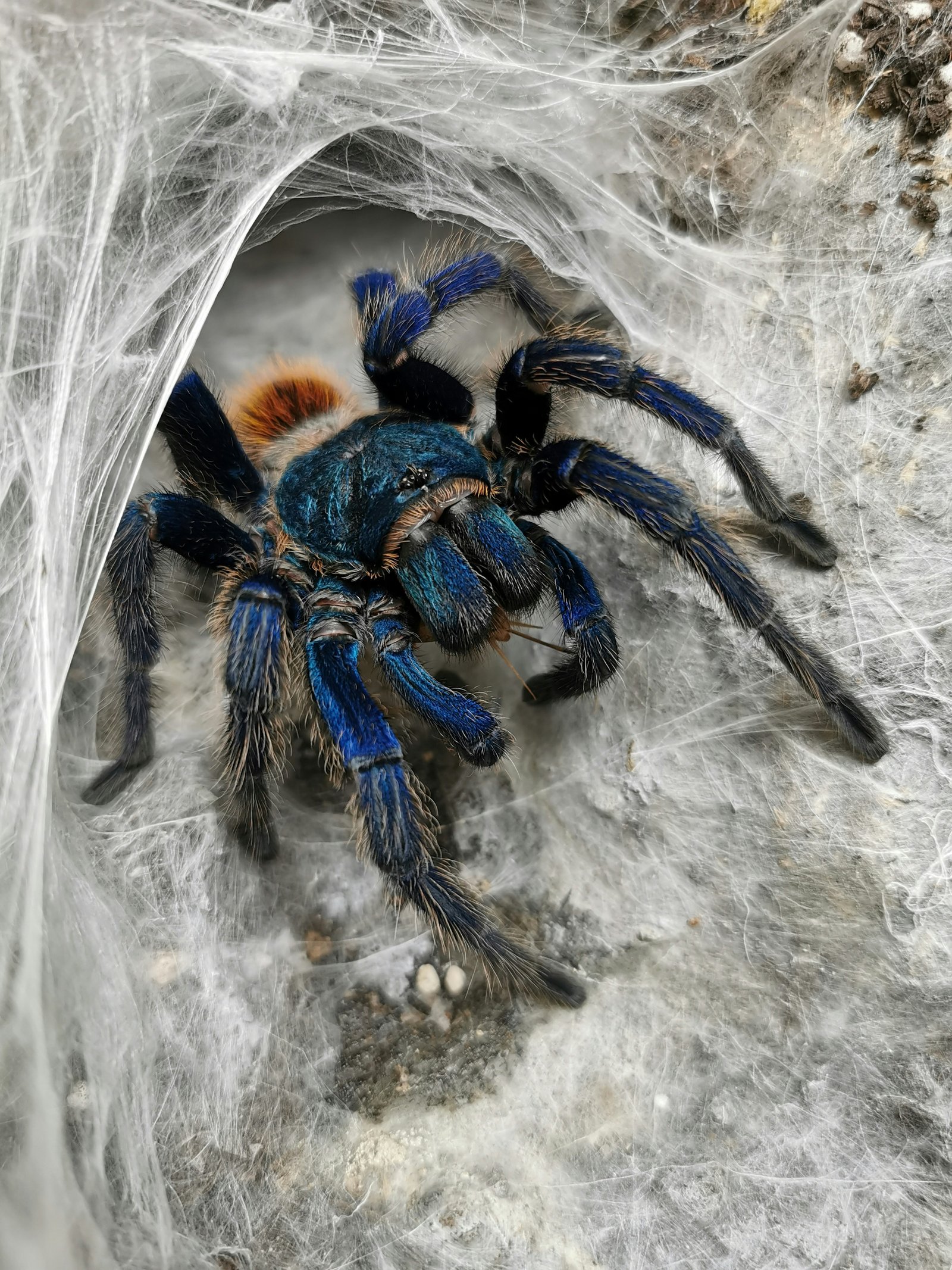 Hero specimen 12