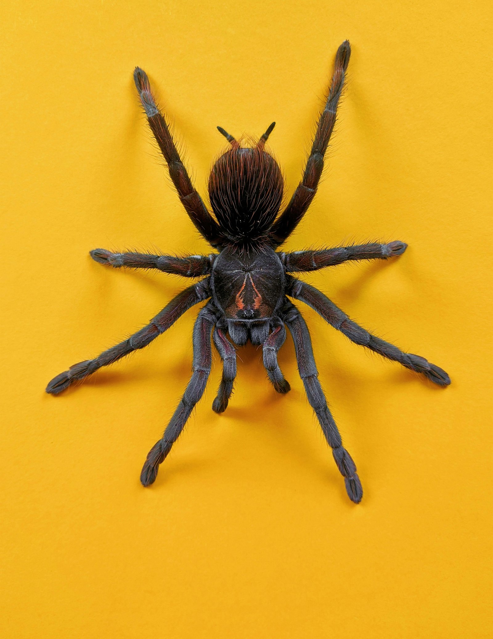 Hero specimen 13