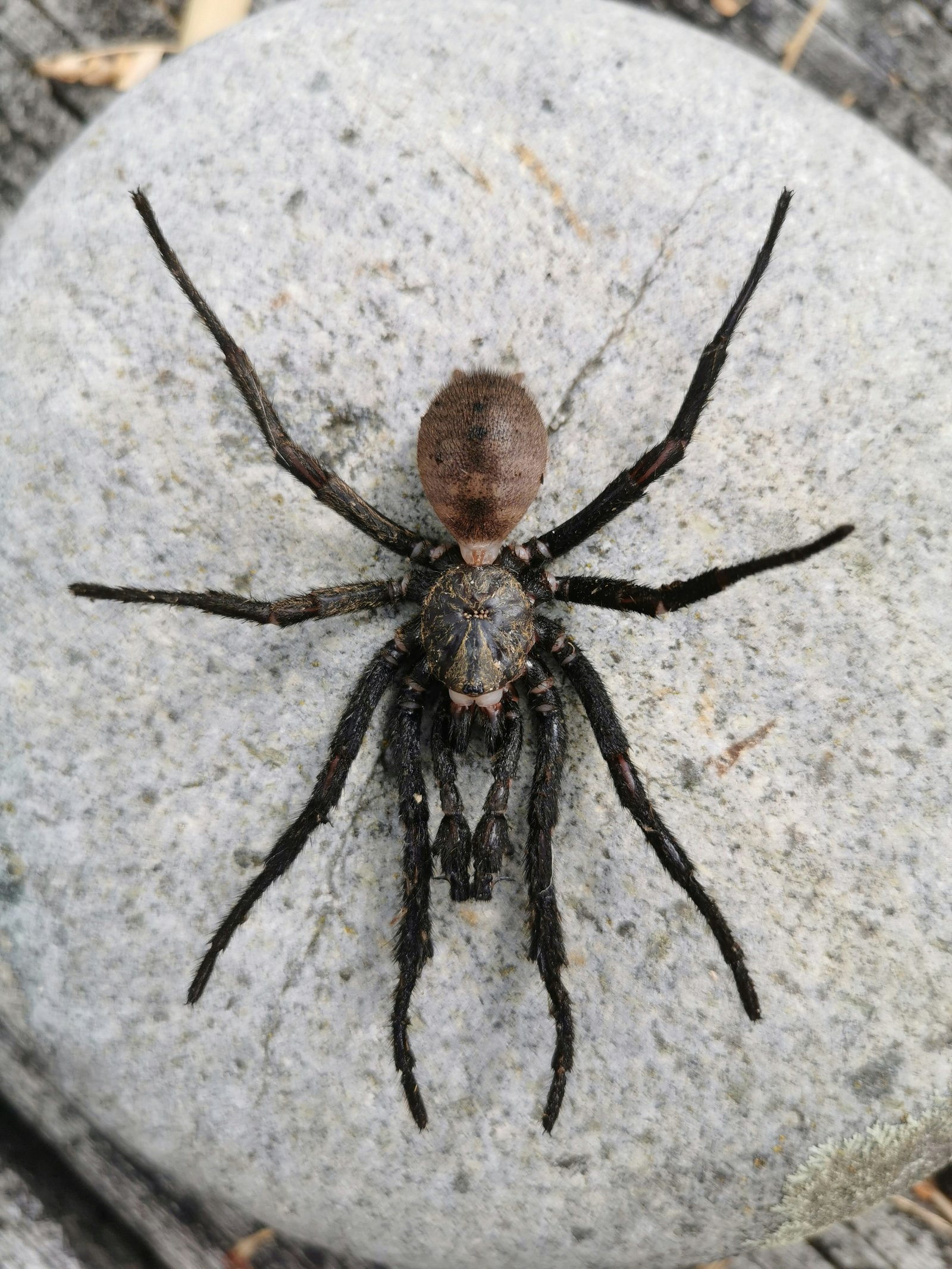 Hero specimen 15