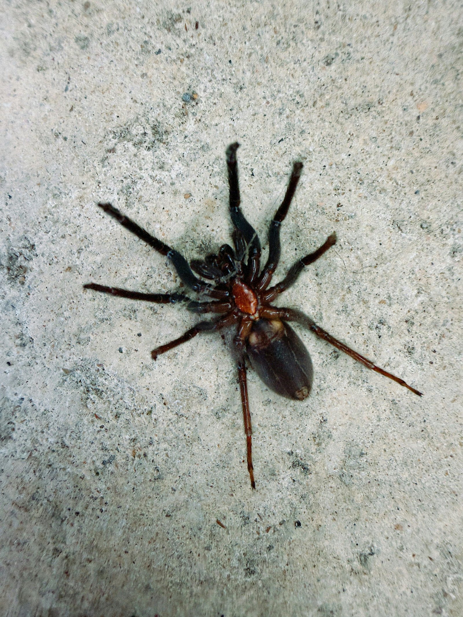 Hero specimen 16